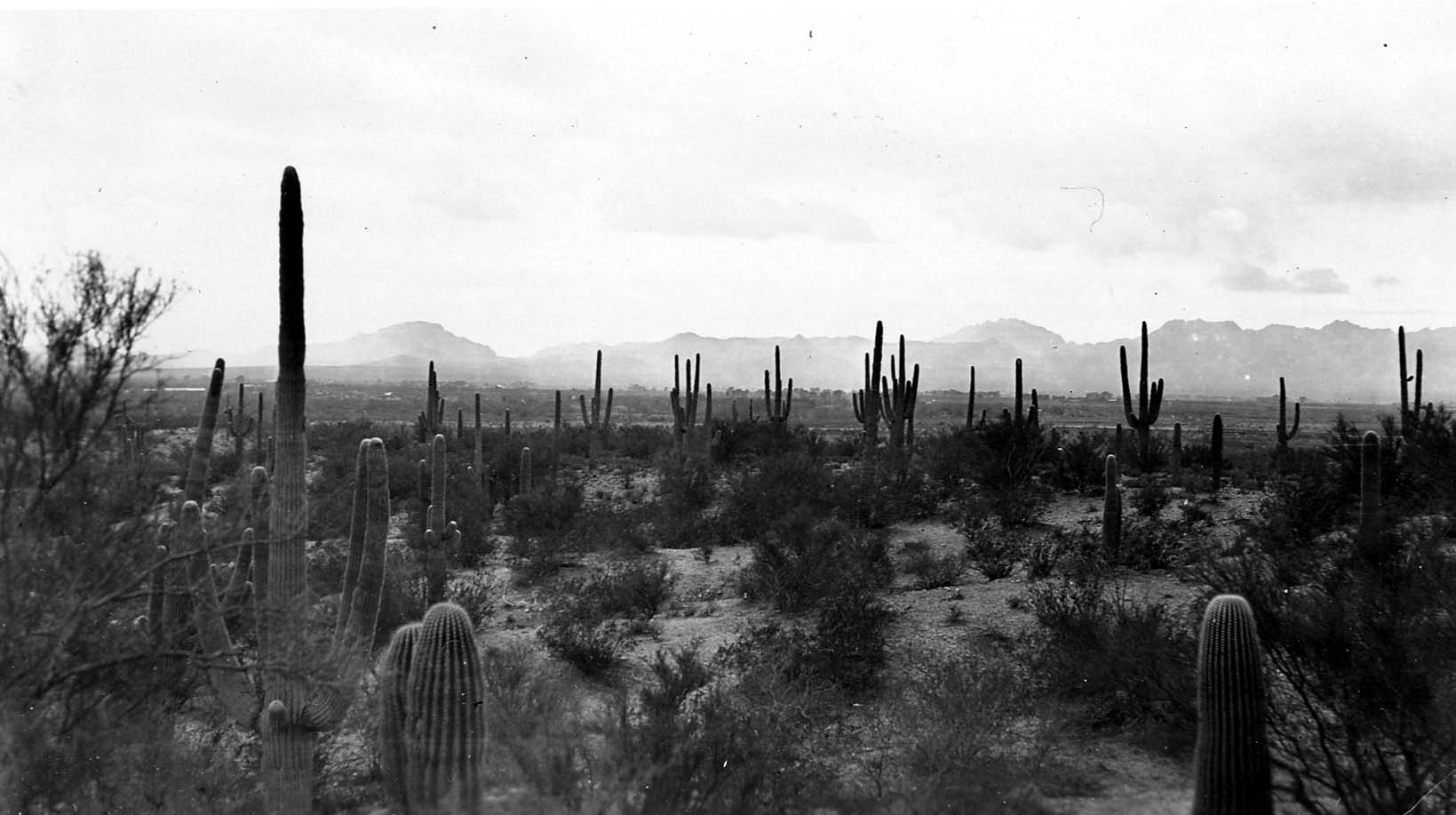 An expansive desert plain dotted with numerous saguaro cacti and sparse desert scrub, stretching toward a hazy mountain horizon.