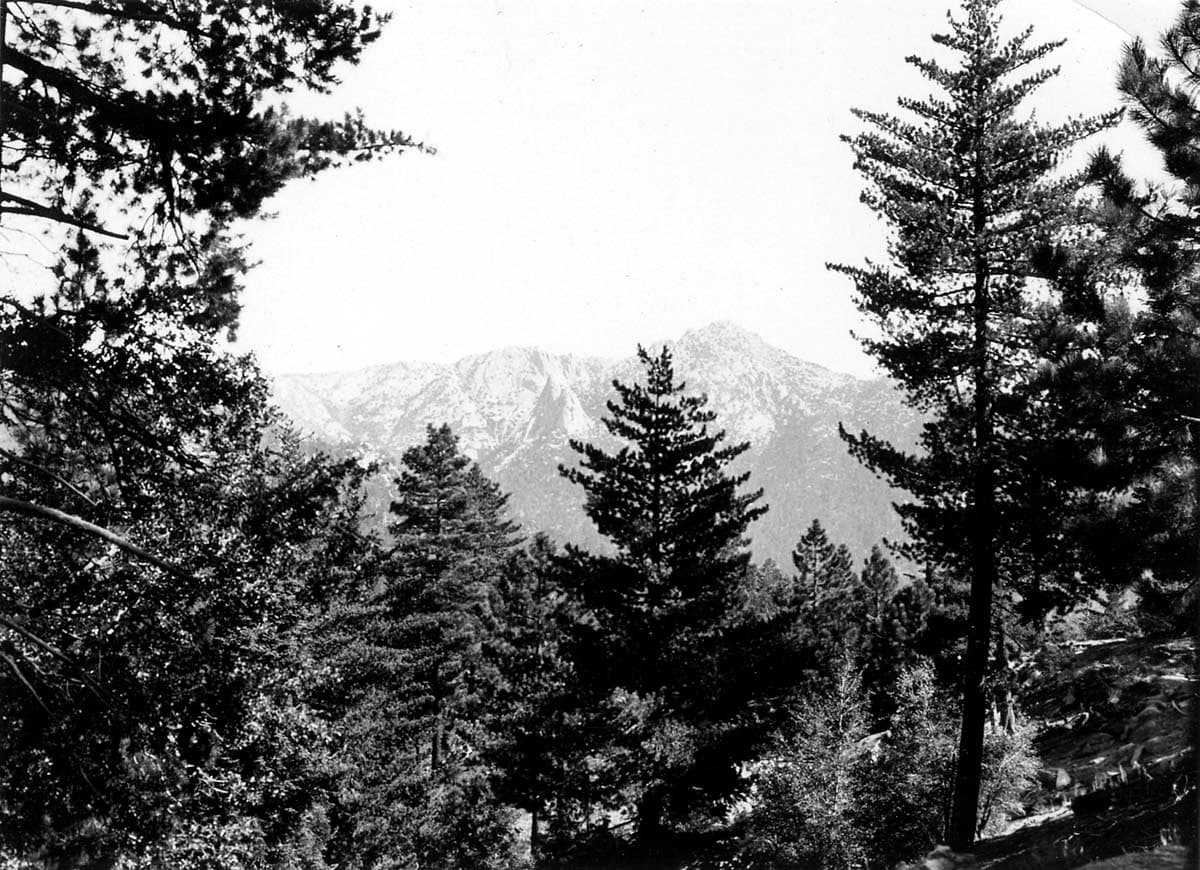 A lush canopy of evergreen pines and firs framing a rugged, light-colored granite mountain face under a clear sky.