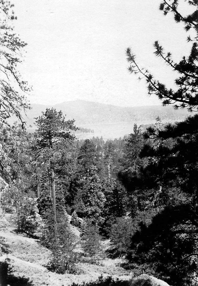 An elevated view looking down through a dense canopy of pine and evergreen trees toward a distant mountain lake.