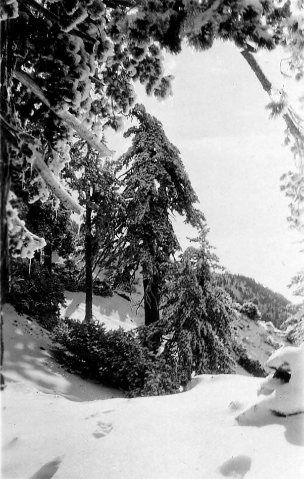 A dense mountain forest scene with tall pine trees heavily bowed under the weight of fresh, thick snow.