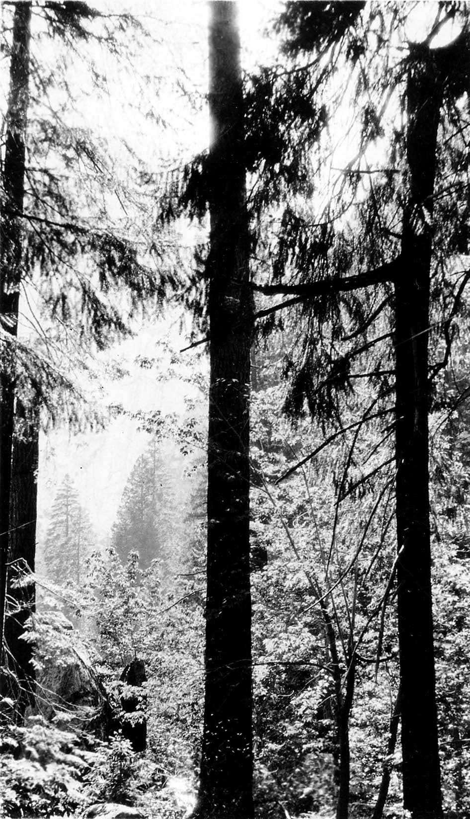Sunlight breaking through the high, dense branches of towering conifer trunks into a forested mountain valley.