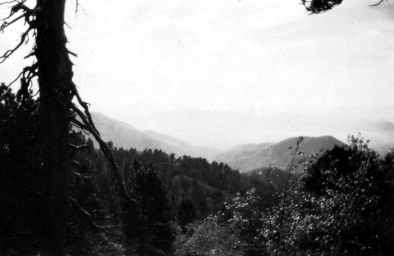 A weathered pine tree trunk framing an expansive view of rolling, forested mountain ridges fading into a hazy horizon.