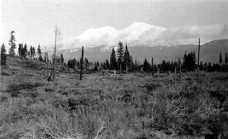A wide mountain meadow dotted with fallen snags and a pine forest leading toward dramatic snow-covered peaks under cloud cover.