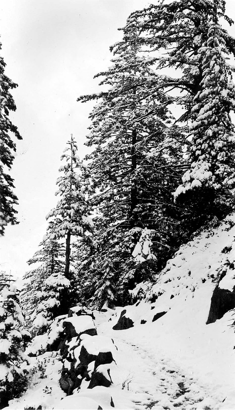 A narrow, snow-covered mountain trail winding upward through a dense forest of heavy evergreen trees.