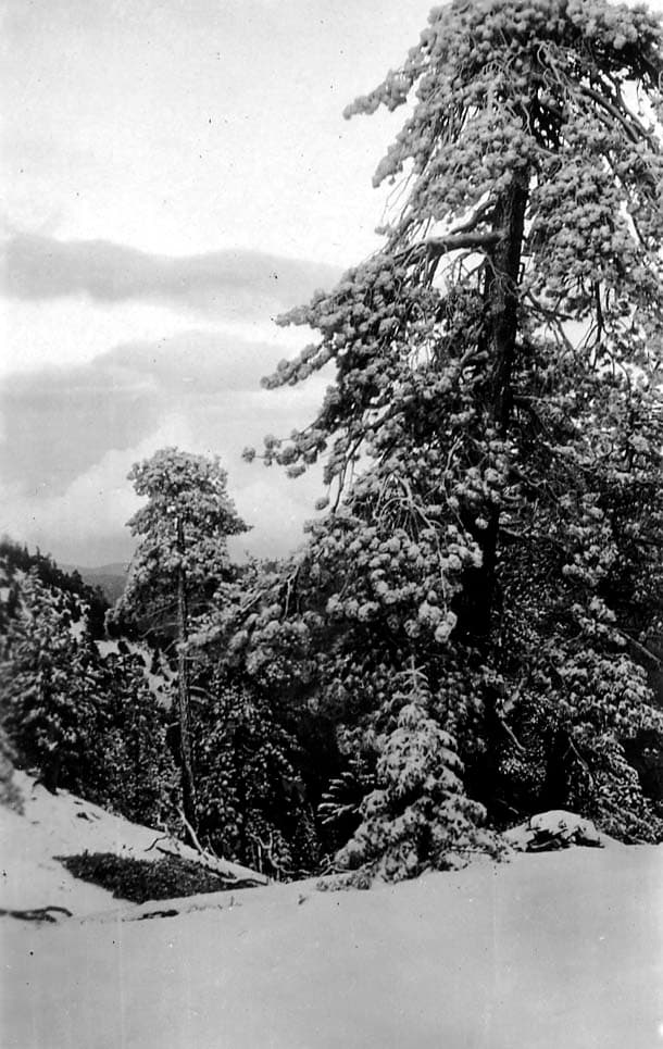 A rugged mountain hillside covered in dense pine trees, all heavily dusted with winter snow under a cloudy sky.