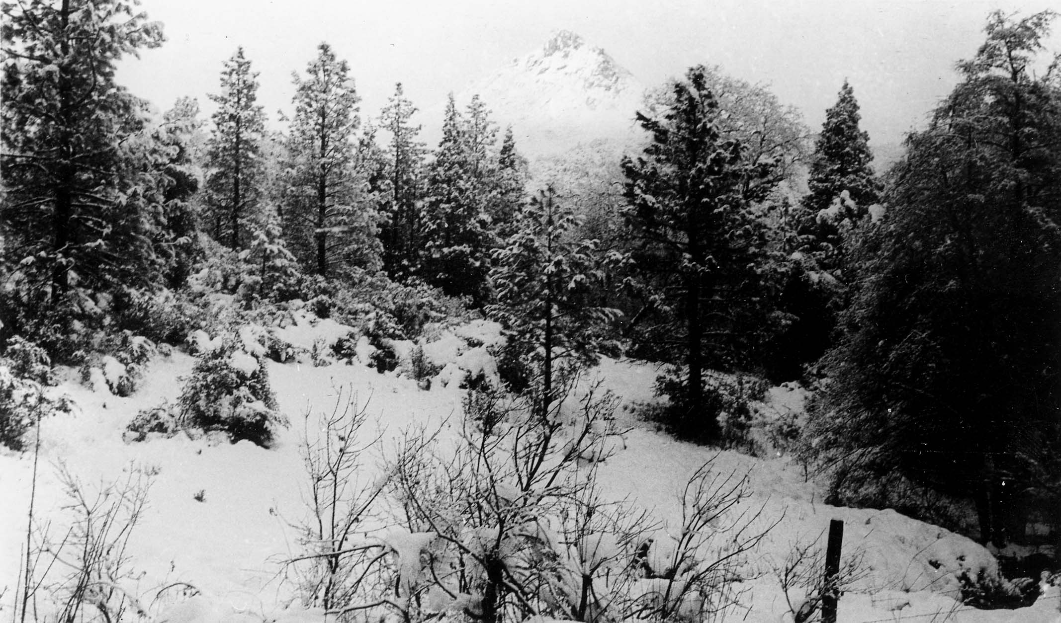 A snow-covered forest clearing surrounded by evergreen trees with a prominent snow-capped mountain peak in the distance.