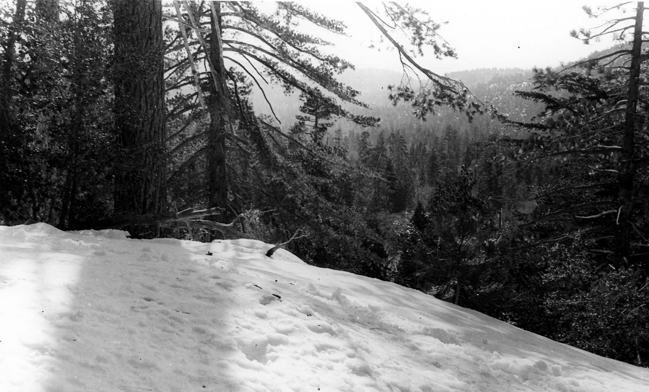 A sunlit snowy embankment in the foreground overlooking a dense, dark evergreen forest in the valley below.