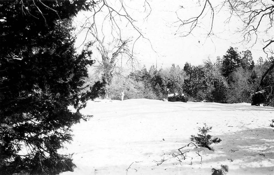 A view across a bright, snow-covered clearing bordered by dense evergreen trees and bare winter branches.