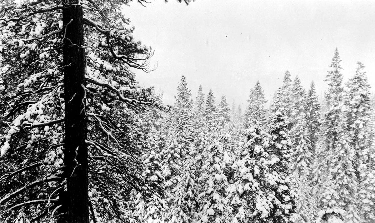 A dense mountain forest of pine and fir trees blanketed in heavy fresh snow under a diffused winter sky, with a dark tree trunk prominent in the foreground.