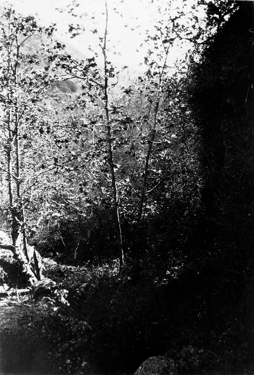 Slender deciduous trees with delicate foliage growing along a rocky, shaded canyon ravine under bright backlighting.