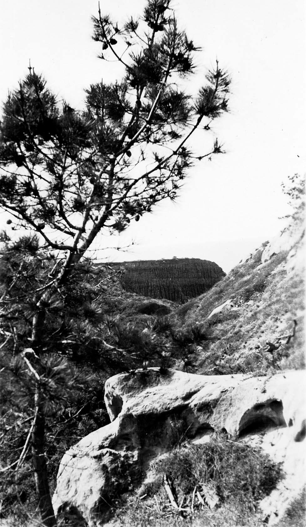 A rare Torrey pine tree (Pinus torreyana) in the foreground framing a dark, sheer coastal mesa in the Torrey Pines State Natural Reserve.