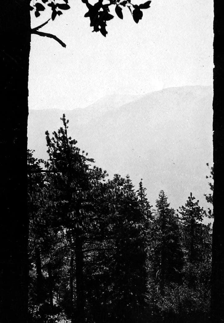 Two dark, vertical tree trunks framing a bright view of pine treetops and a distant mountain peak shrouded in atmospheric haze.