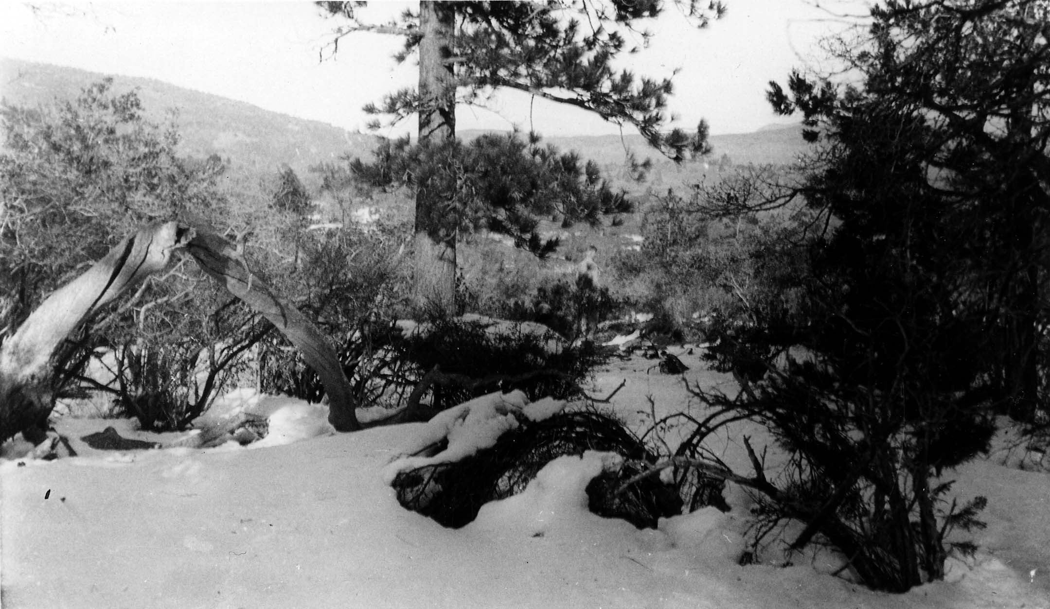 A stark winter landscape featuring a fallen, twisted tree trunk resting in the snow surrounded by low scrub brush.