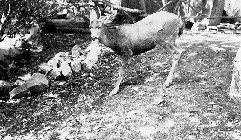 A young buck with small antlers standing on a rocky, dirt slope.