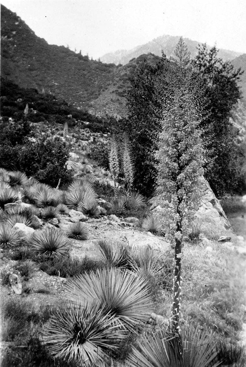A tall, blooming yucca plant stands prominently on a steep, rugged mountain hillside covered in smaller desert flora and rocky terrain.