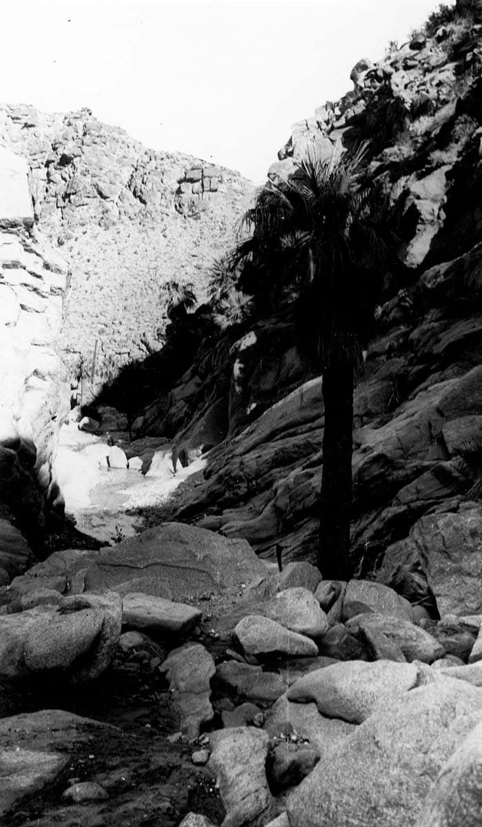 A shaded palm oasis with tall fan palms and weathered boulders lining a shallow stream cutting through a desert canyon.