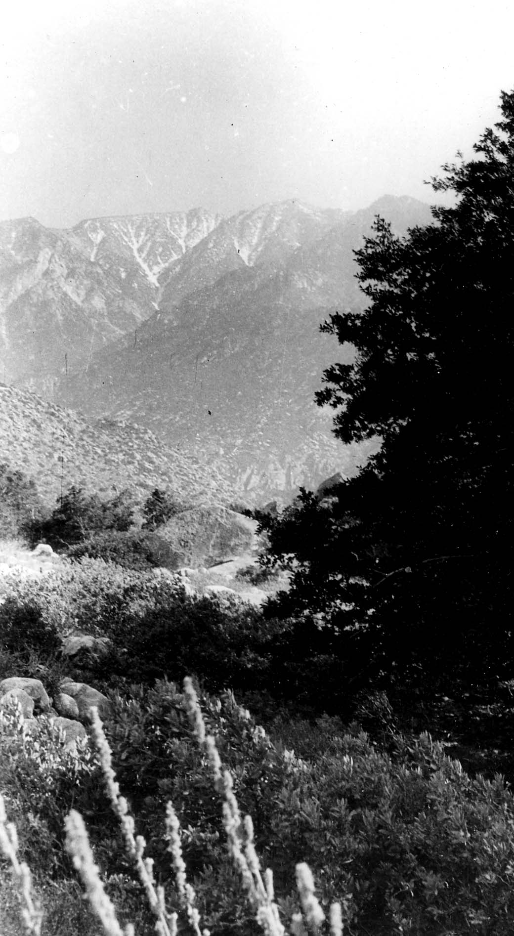 A scenic mountain vista framed by dark pine tree silhouettes in the foreground, looking out toward rugged, sunlit peaks.
