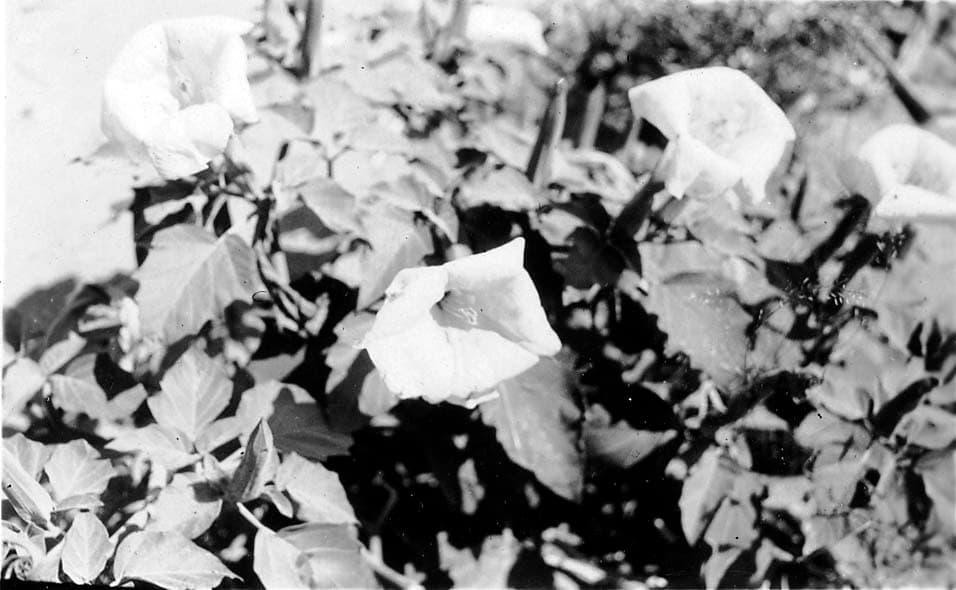 A close-up botanical study of a dense Jimsonweed plant in bright lighting, showcasing its large trumpet-shaped blossoms and textured foliage.