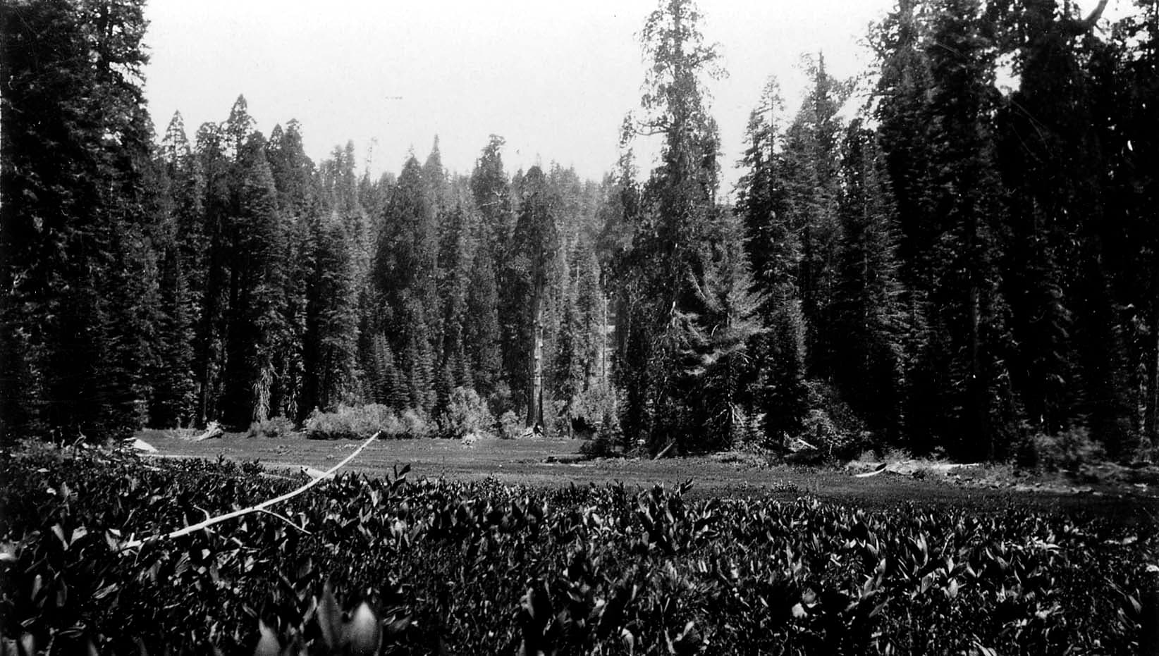 A dense forest floor featuring towering evergreens and intricate undergrowth, captured with exceptional tonal range.