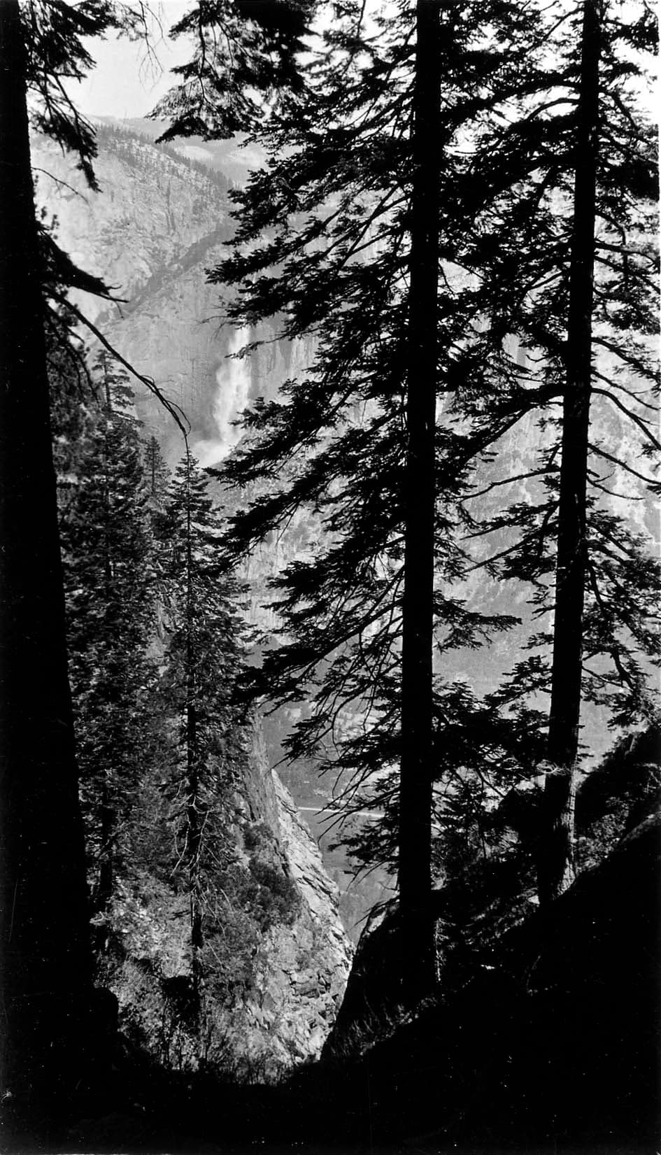 Distant misty cascade of Bridalveil Fall framed through the dark silhouettes of towering ponderosa pines and incense cedars in Yosemite.