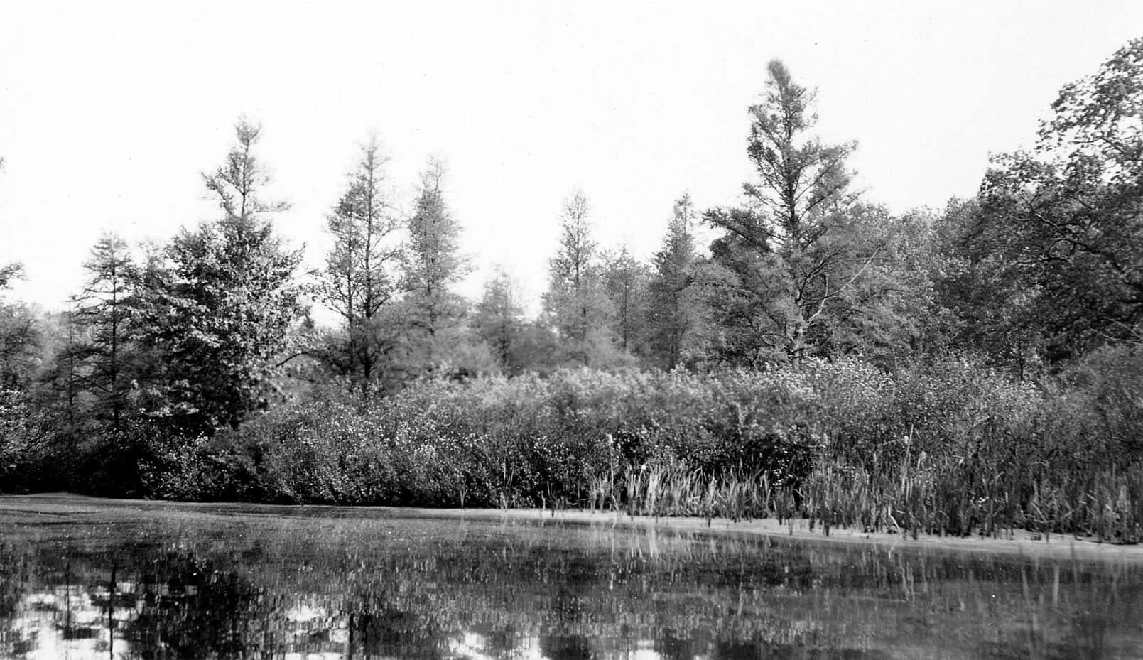 A tranquil, glassy lake shoreline bordered by dense reeds, cattails, and a thick mixed forest of conifers and deciduous trees.