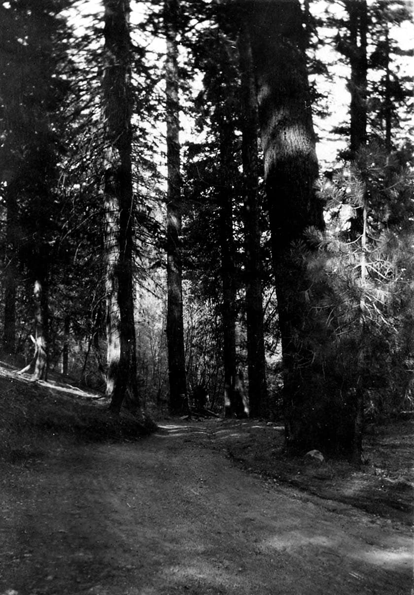 A vertical view of a winding dirt road cutting through a dense mountain forest of tall ponderosa pines, with bright sunlight highlighting tree bark.