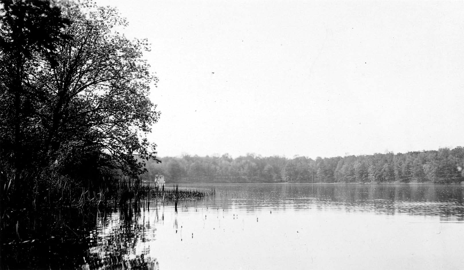 Tall marsh reeds growing along a shaded lake shoreline in the foreground with a distant white boathouse across the water.
