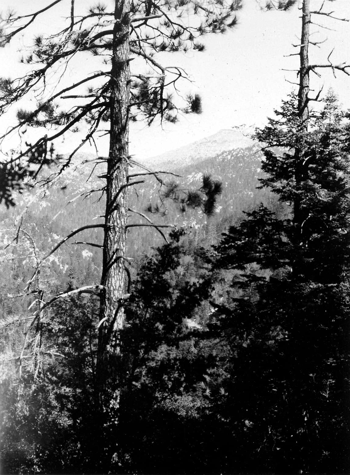 Two tall, weathered pine trees with sparse branches framing a distant rounded mountain peak covered in forest.