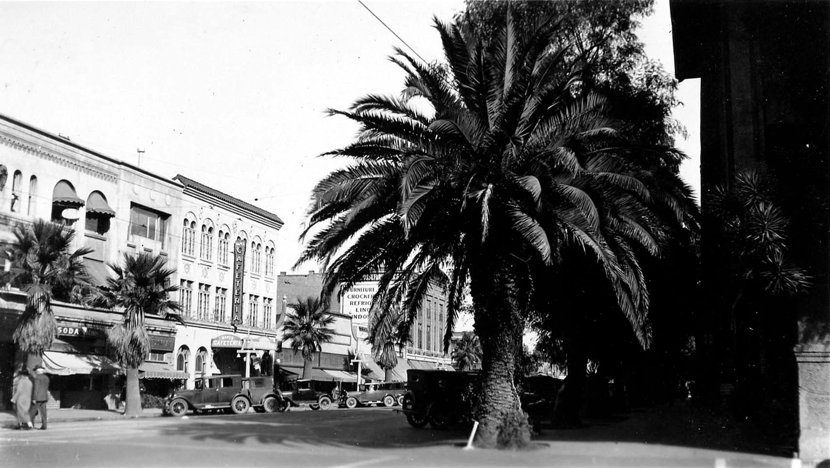 A large Canary Island Date Palm on a city sidewalk overlooking parked 1920s automobiles and Spanish-style commercial buildings with a cafeteria sign.