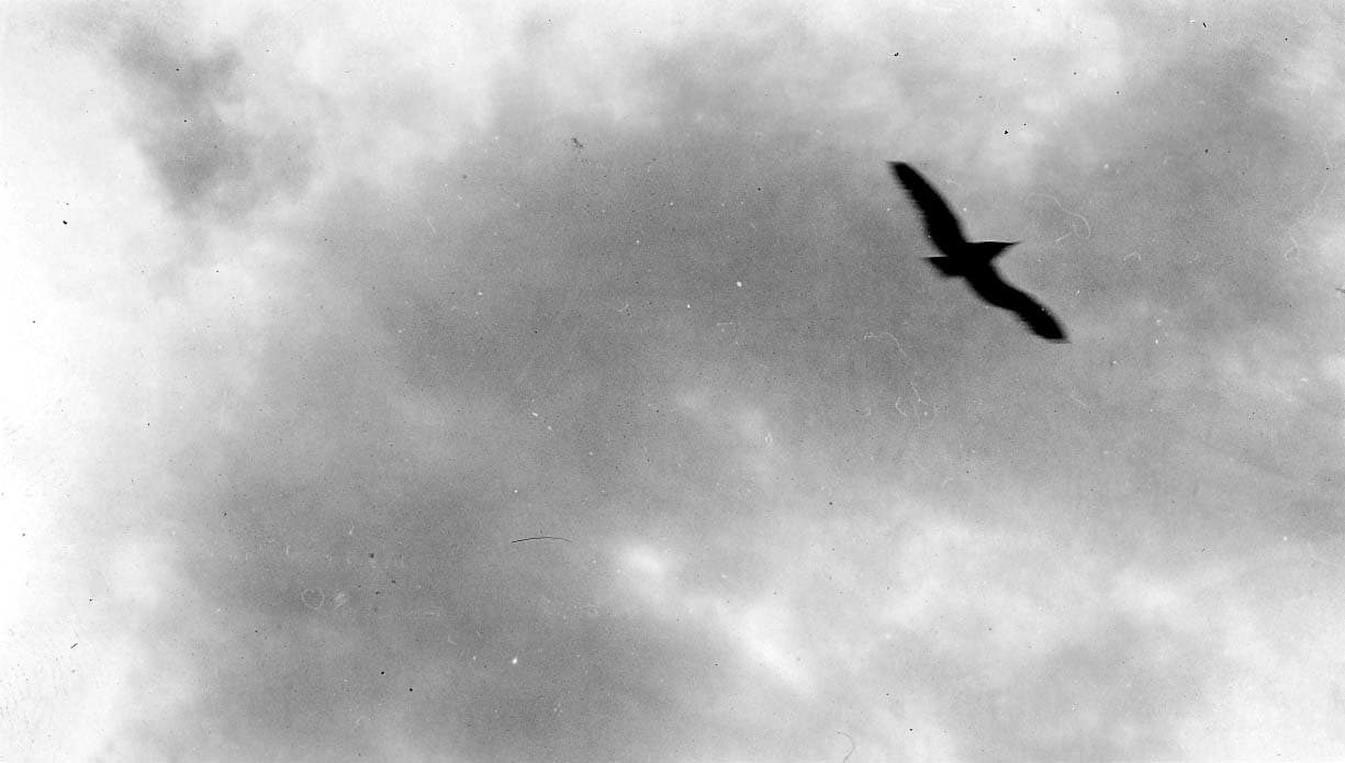 The dark silhouette of a lone seagull banking gracefully in flight against textured coastal clouds.