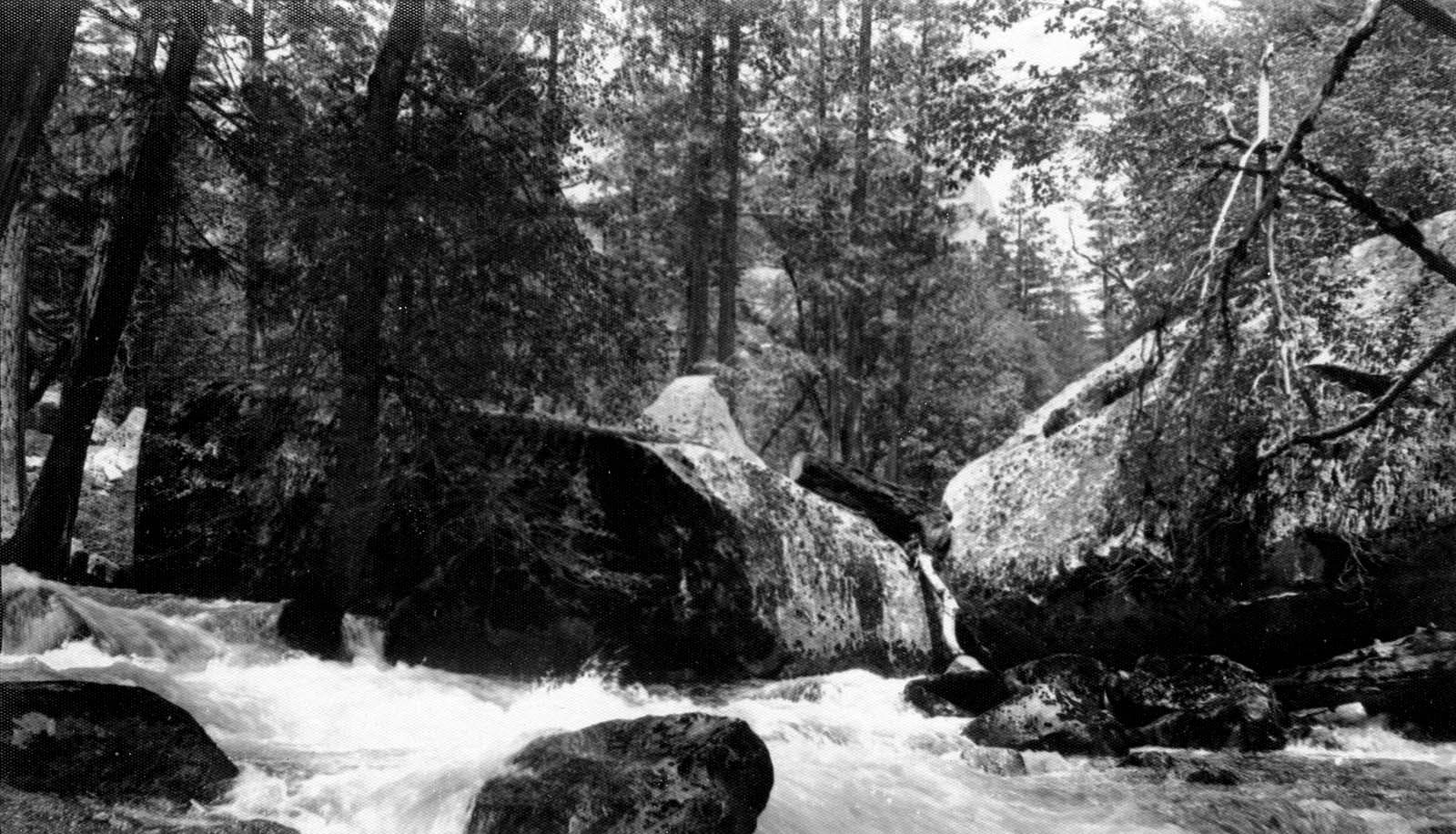 Rushing white water cascading over massive granite boulders and fallen timber in a dense Sierra Nevada forest.