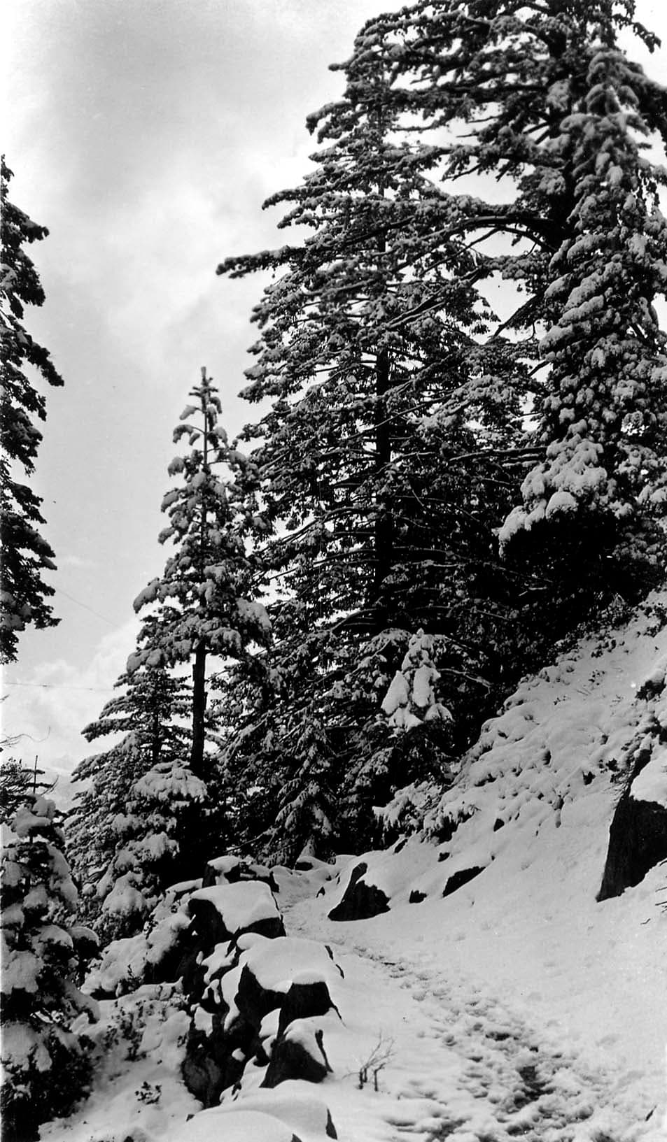 A snow-covered alpine hiking trail winding past boulders and snow-draped pine trees on a steep mountain slope.