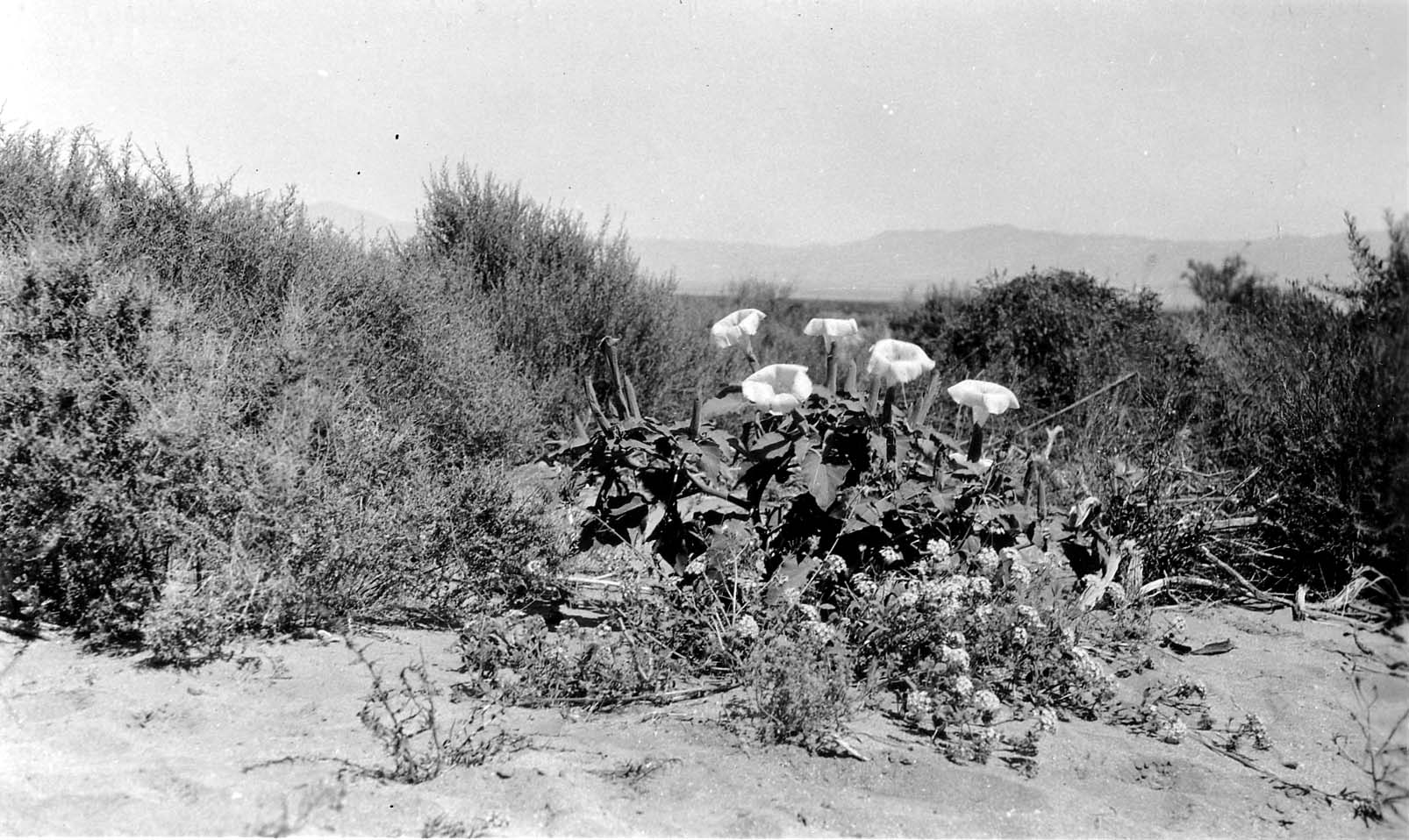 A cluster of large, white bell-shaped desert wildflowers (Jimsonweed/Datura) blooming amidst dry desert brush and sandy soil.