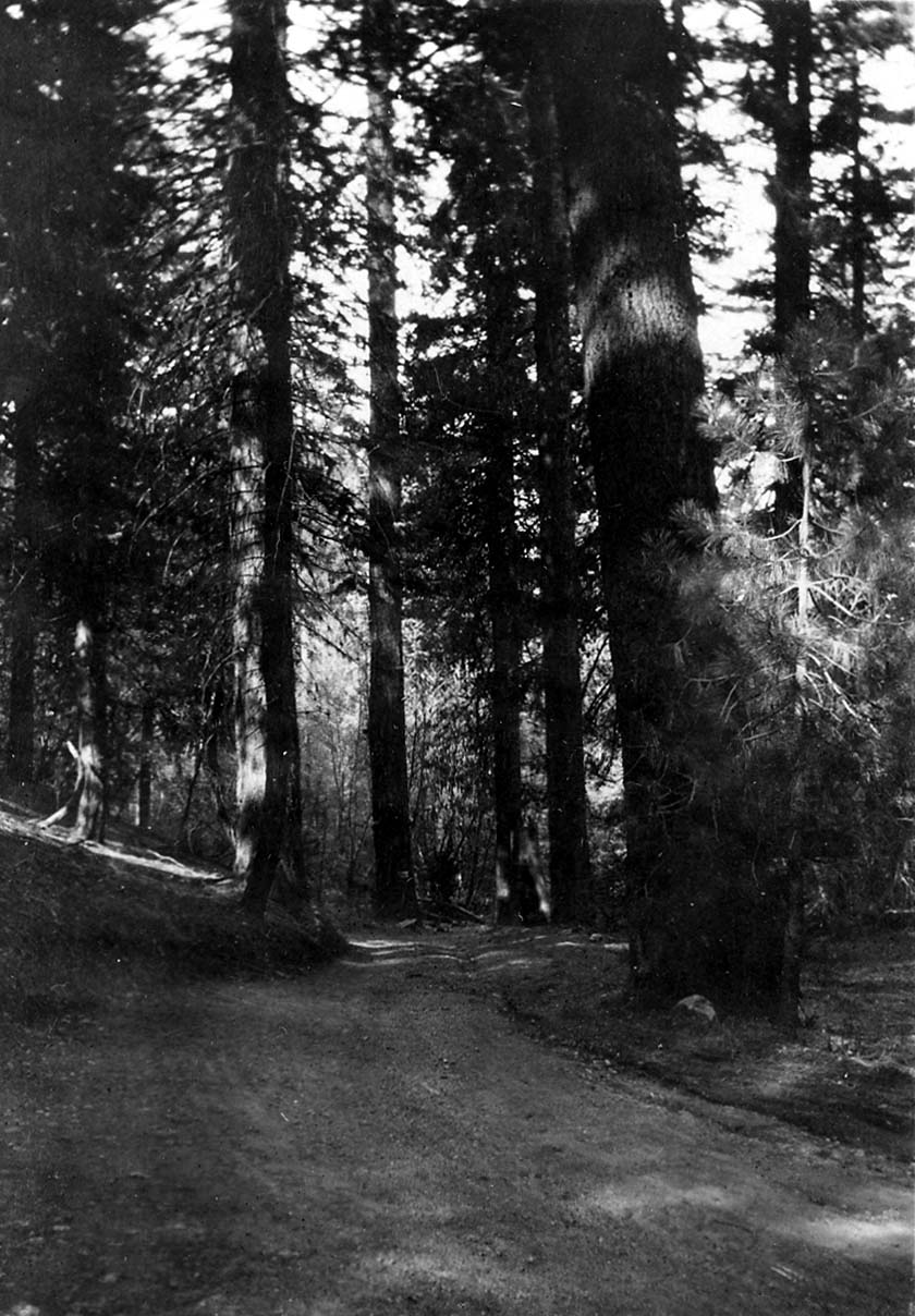 A vertical view of a winding dirt road cutting through a dense mountain forest of tall ponderosa pines, with bright sunlight highlighting tree bark.