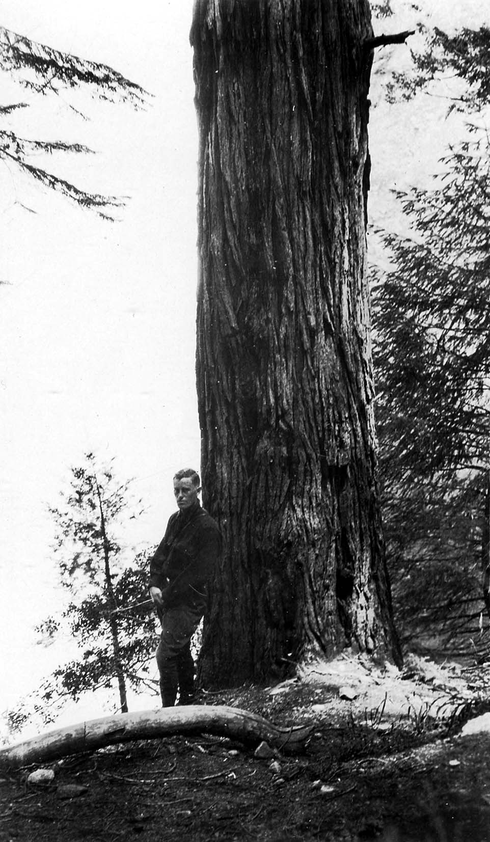 Donald A. Hall Sr. standing at the base of a towering giant sequoia tree in a snow-dusted forest.