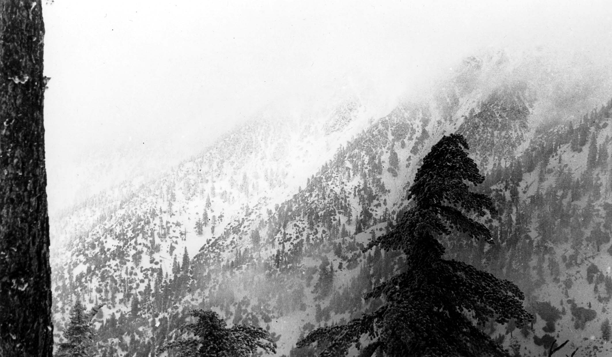 A hazy, atmospheric view of a steep mountain slope covered in snow and pine trees, partially obscured by winter fog.
