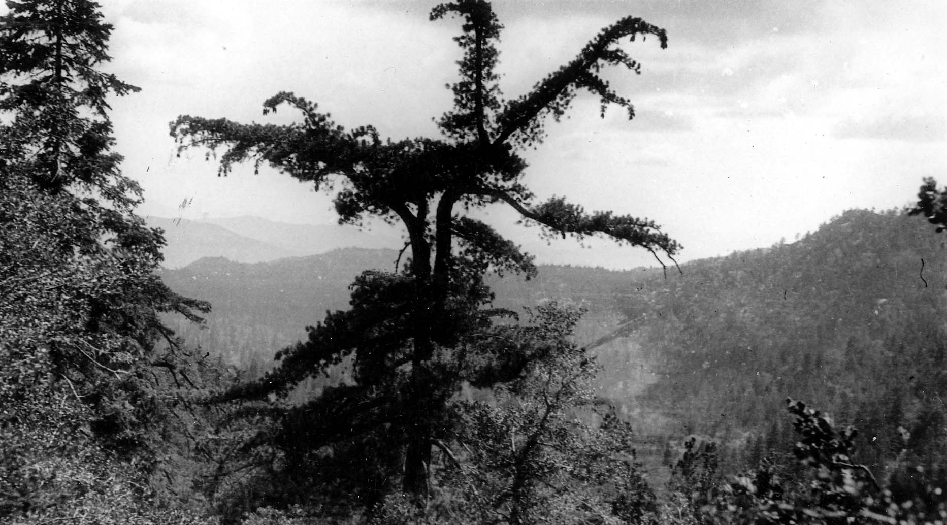 A solitary, wind-sculpted leaning pine tree with horizontal twisting branches perched on a steep hillside above a hazy mountain valley.