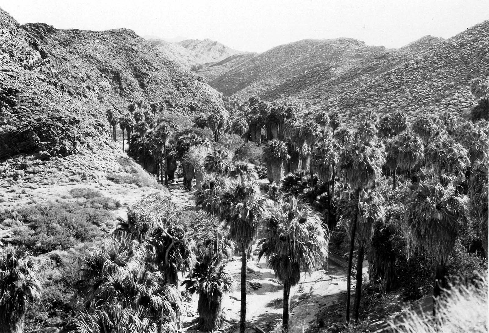 An elevated, wide-angle view looking down into a lush palm canyon oasis winding through arid, rolling mountain hills.