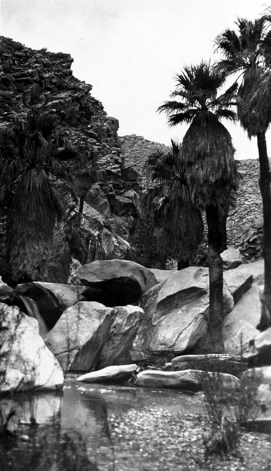 A hidden palm oasis nestled deep within a rocky canyon, featuring towering fan palms, large weathered boulders, and a trickling stream.