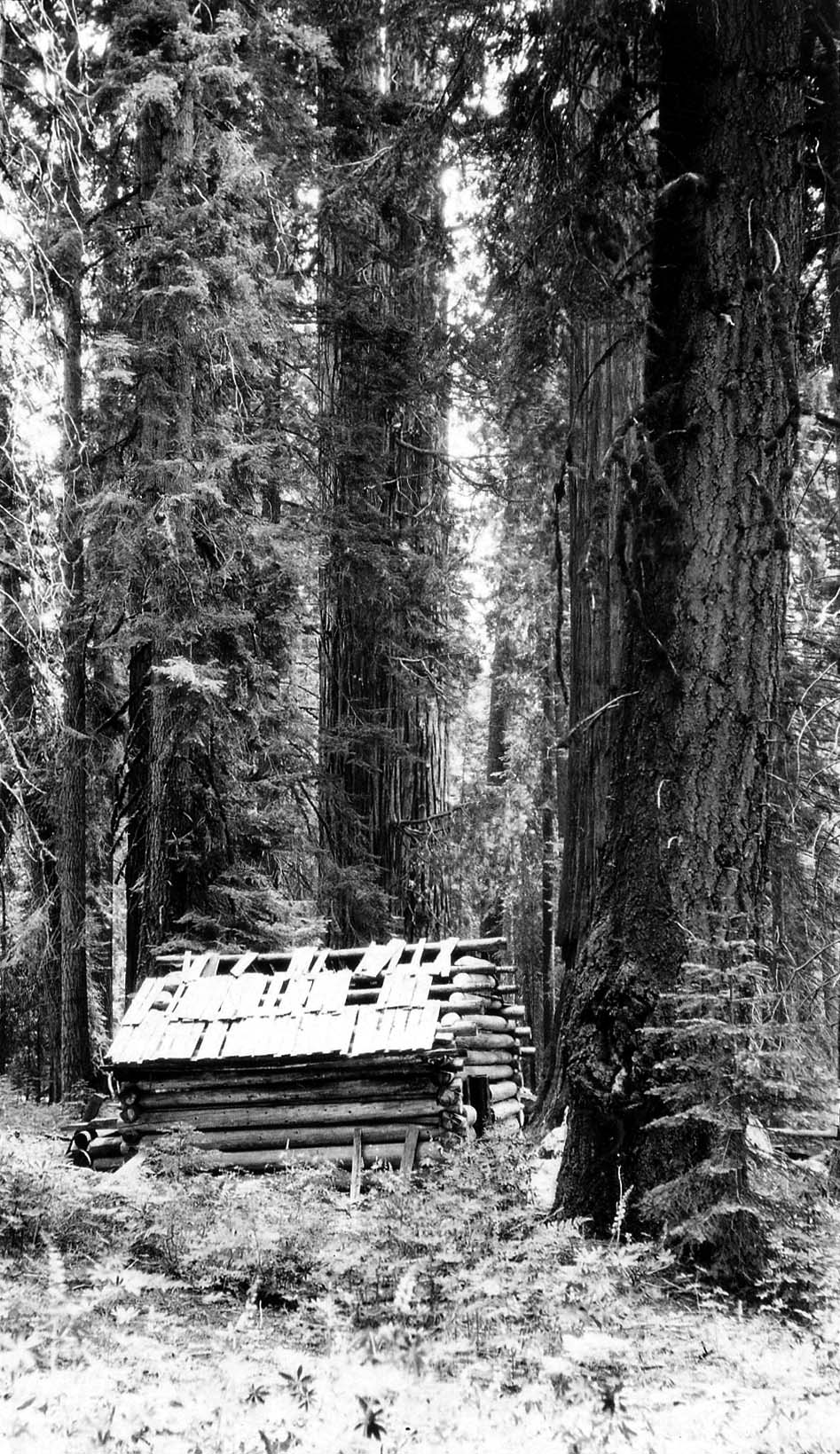 A rustic wooden log cabin with a shake-shingle roof nestled deep among towering ancient sequoia and cedar tree trunks in a California forest.