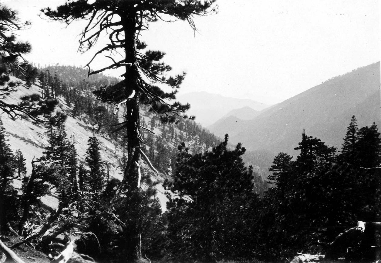 A weathered, gnarled pine tree clinging to a steep mountainside overlooking a deep alpine valley that fades into hazy distant peaks.