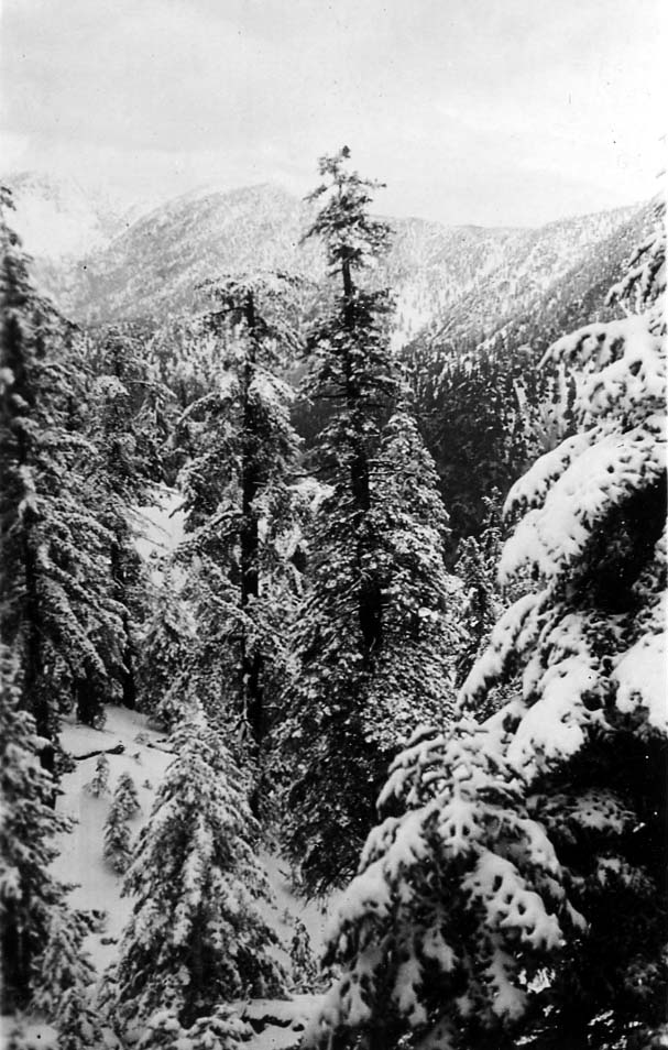 A dense forest of tall pine trees completely covered in heavy winter snow, with distant mountain peaks visible in the background.