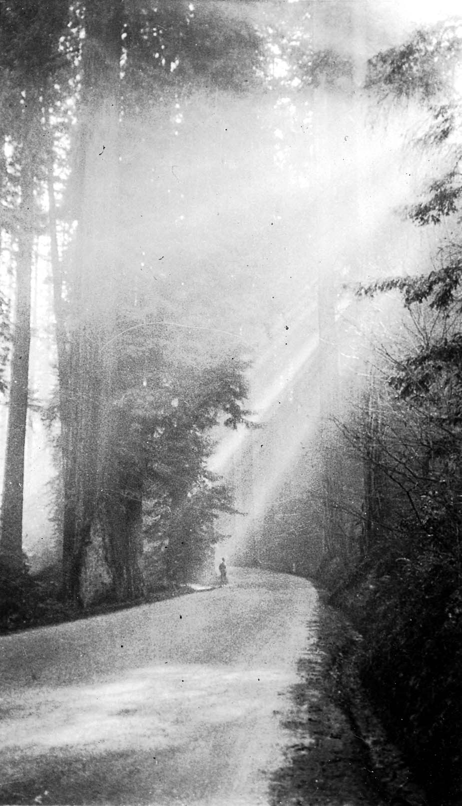 Dramatic sunbeams piercing through morning forest mist and tall old-growth tree trunks, illuminating a lone hiker standing on a curving woodland road.