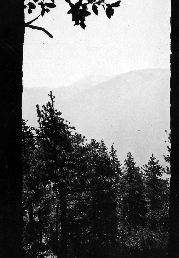 Two dark, vertical tree trunks framing a bright view of pine treetops and a distant mountain peak shrouded in atmospheric haze.