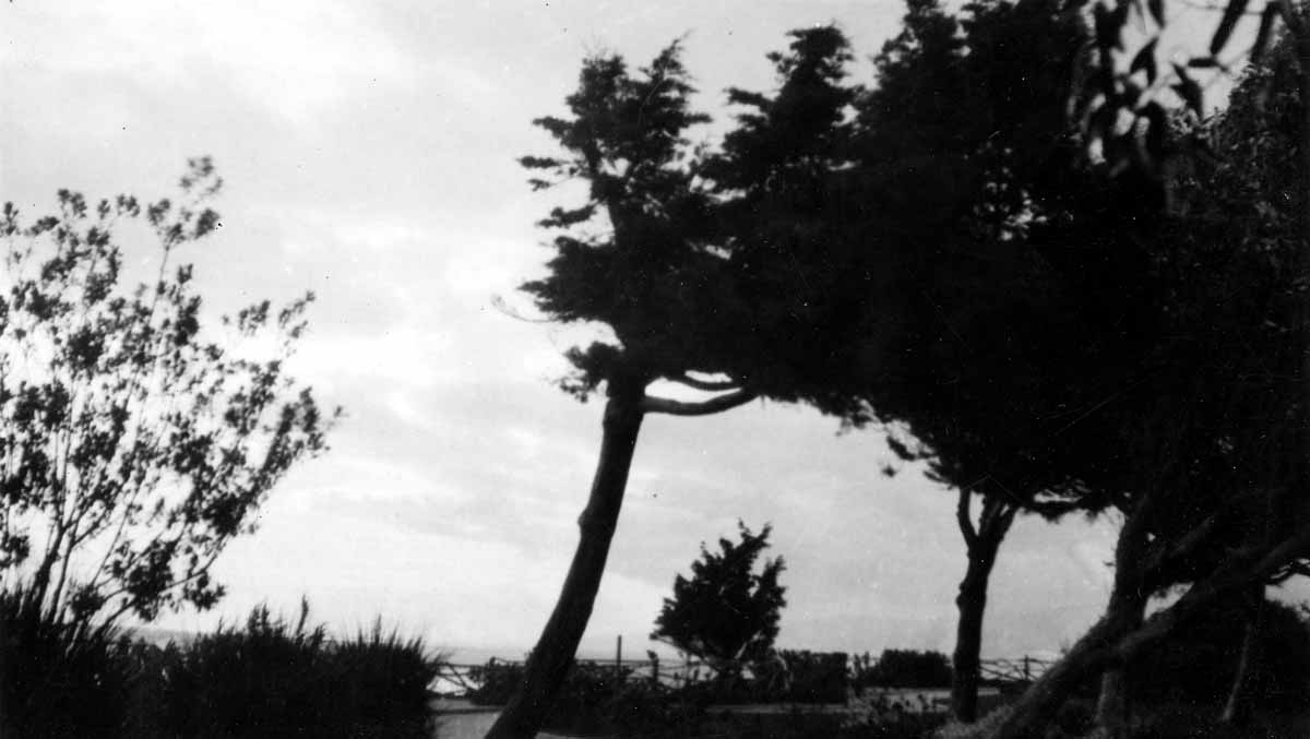 The silhouettes of wind-sculpted cypress and pine trees leaning toward the ocean in Palisades Park against a bright, cloudy sky.