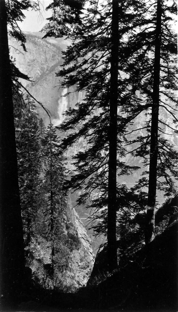 Vintage black and white photograph of silhouetted pine trees with Yosemite Falls in the background. Taken in Yosemite, California by aviation engineer Donald Hall.