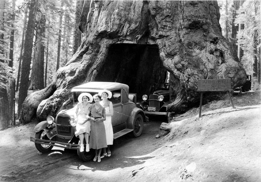 A vintage black and white photograph of three women standing in-front of a car at Sequoia National Monument, California. One of the women is Elizabeth "Betty" Hall, wife of Donald A. Hall engineer of the Spirit of St. Louis. The tree has ben cut through to create a tunnel, so that cars can drive through for a selfie.